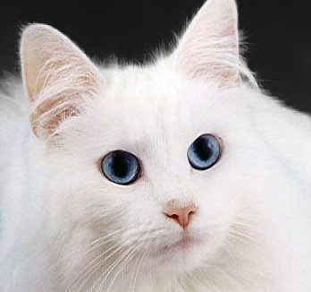 The Double Standard of Genetic Manipulation (image credits: wikimedia)