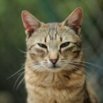 These 5 Cat Breeds Were Created Through Human-Driven Genetics