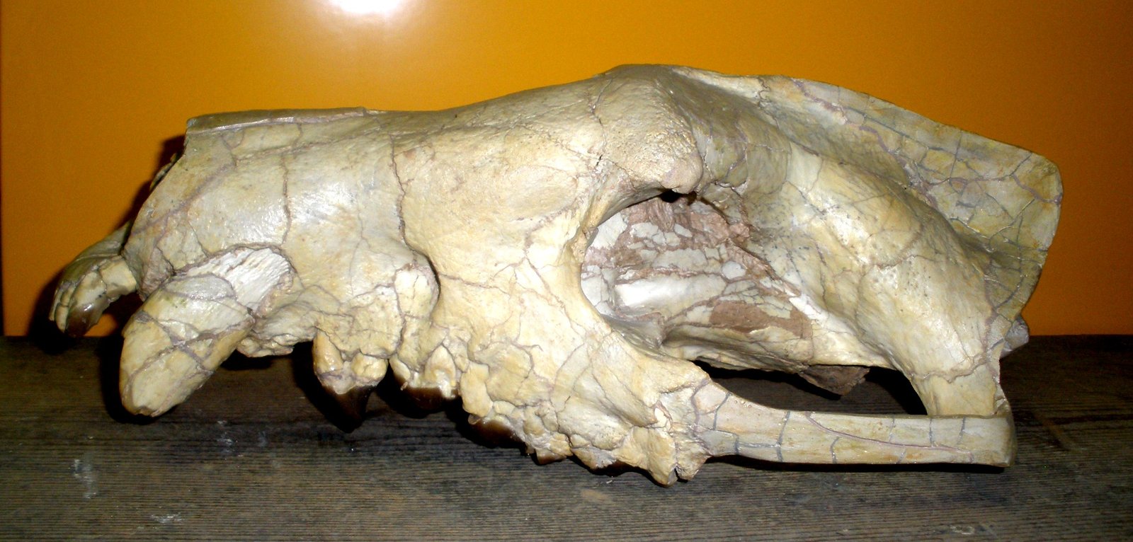 The Ancient Creodont That Started It All (image credits: wikimedia)