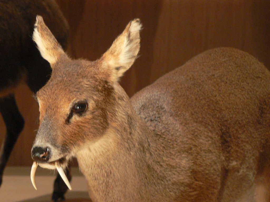The Surprising Sparassodont of South America (image credits: flickr)