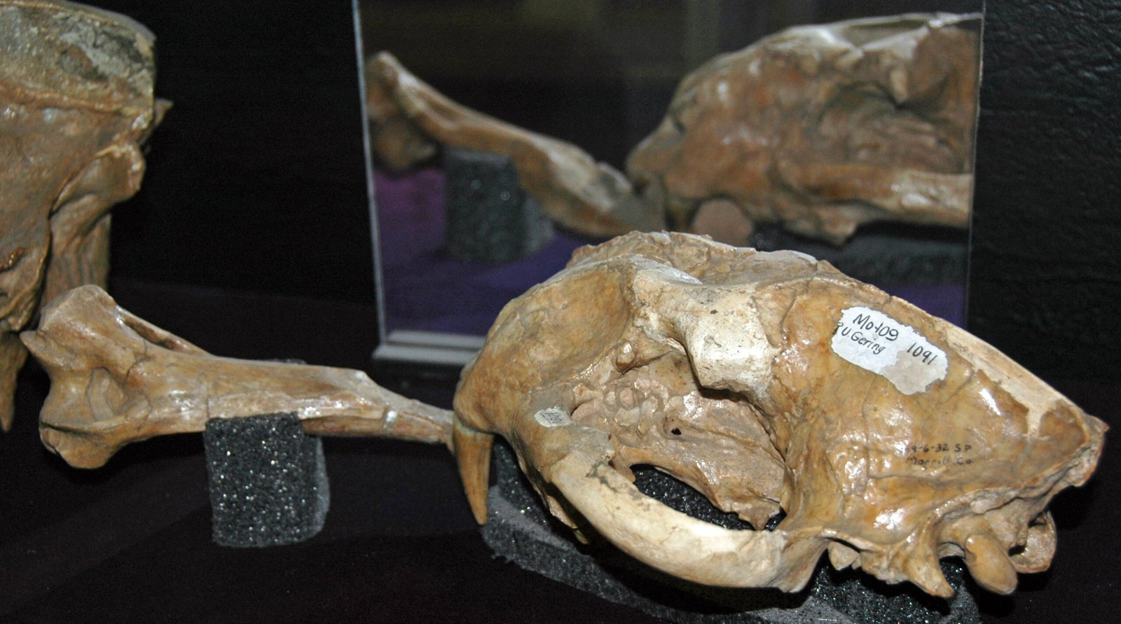 Promegantereon: The Quick but Cautious Hunter (image credits: wikimedia)