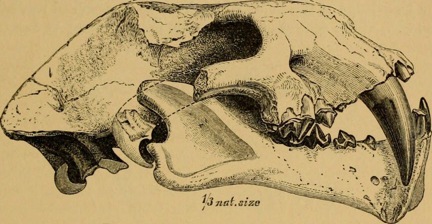 The Mysterious Eusmilus and Its Bone-Crushing Bite (image credits: wikimedia)