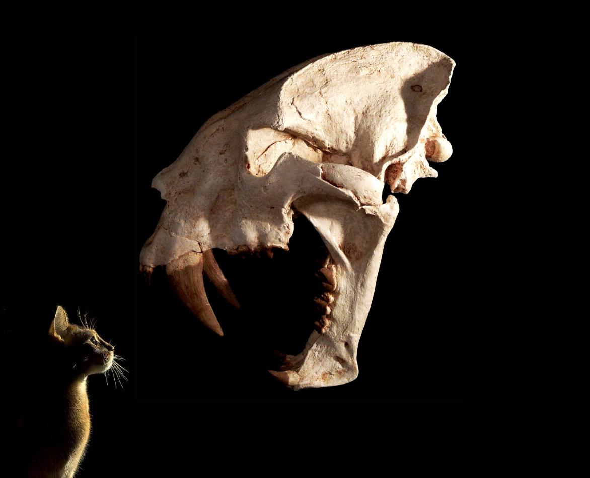 Machairodus giganteus: The Colossal Saber-Tooth (image credits: wikimedia)