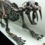 These 8 Saber-Toothed Species Were Not Related at All