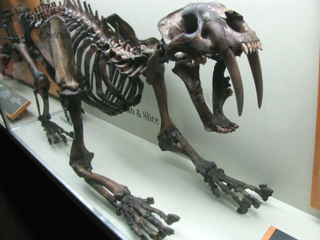 These 8 Saber-Toothed Species Were Not Related at All
