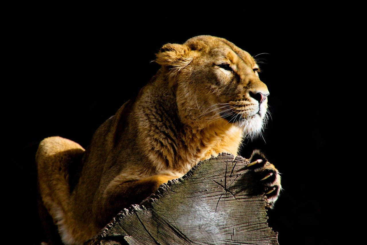 Marsupial Lions Had Retractable Claws on Their Thumbs (image credits: pixabay)