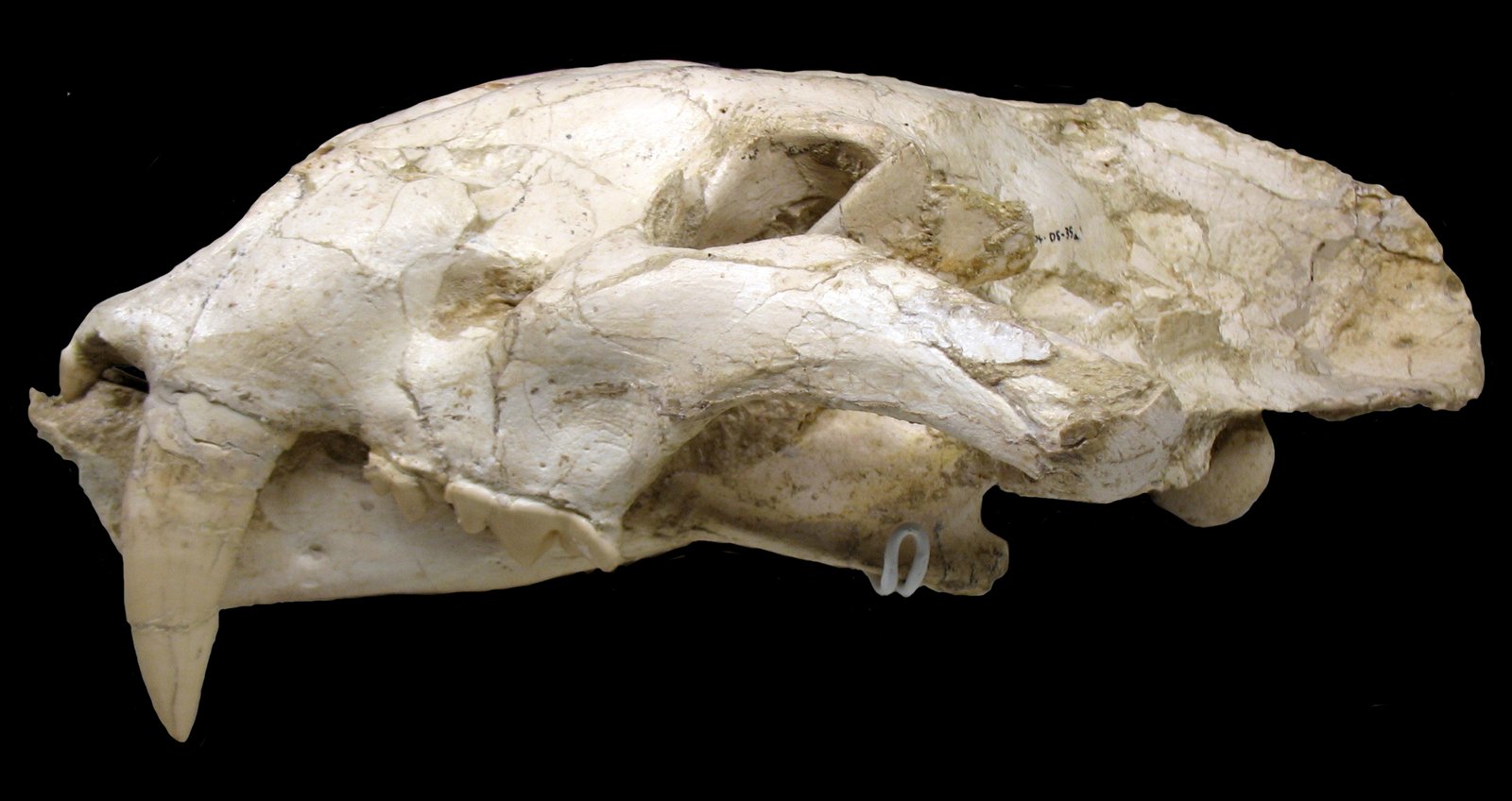 Machairodus Had Skulls Built Like Battering Rams (image credits: wikimedia)