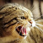 These 9 Extinct Cats Had Features That Don't Exist Today