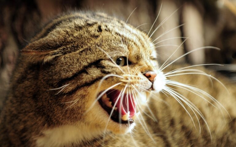 These 9 Extinct Cats Had Features That Don't Exist Today