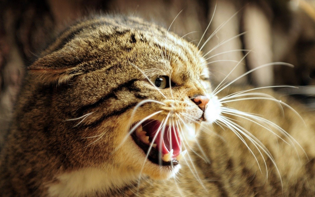 These 9 Extinct Cats Had Features That Don't Exist Today