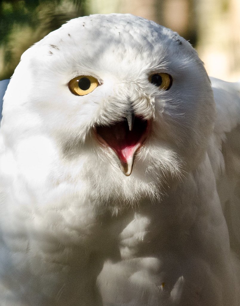 Terror Birds - Titanis walleri (image credits: flickr)