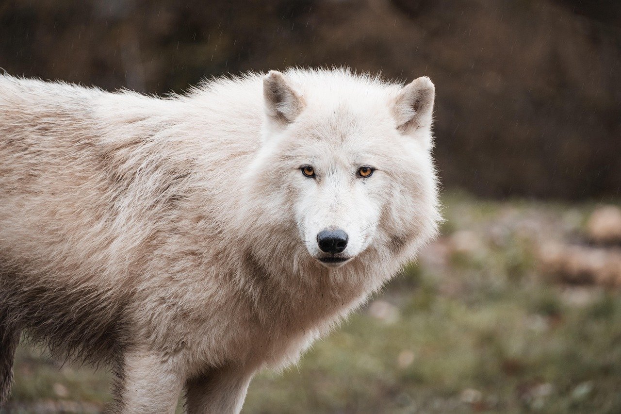 Dire Wolves - Canis dirus (image credits: pixabay)