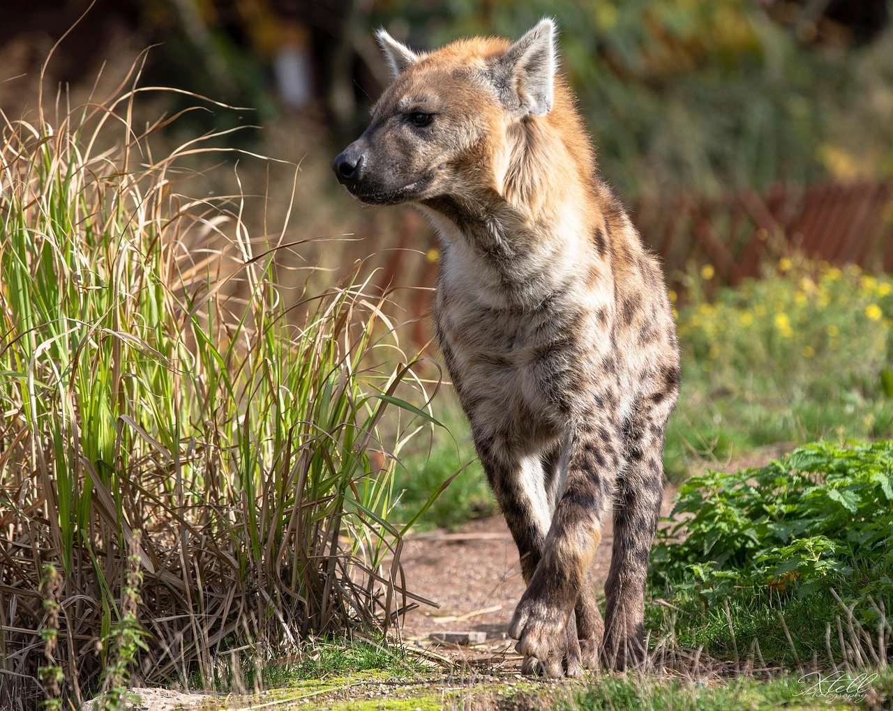 Giant Hyenas - Pachycrocuta brevirostris (image credits: pixabay)