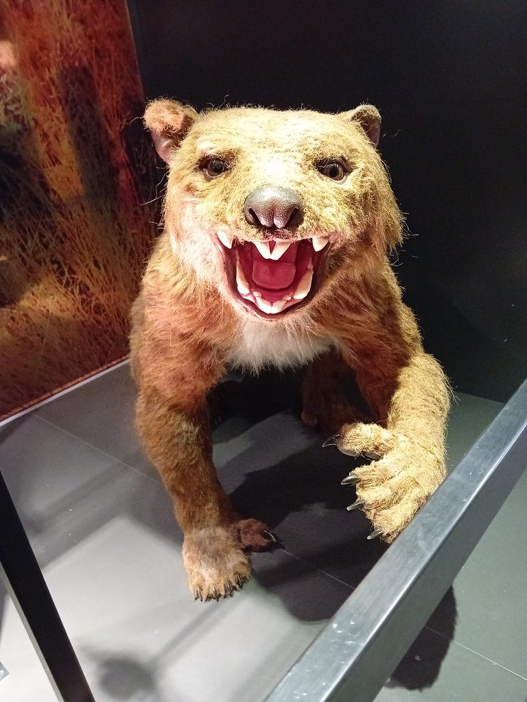 Marsupial Lions - Thylacoleo carnifex (image credits: flickr)