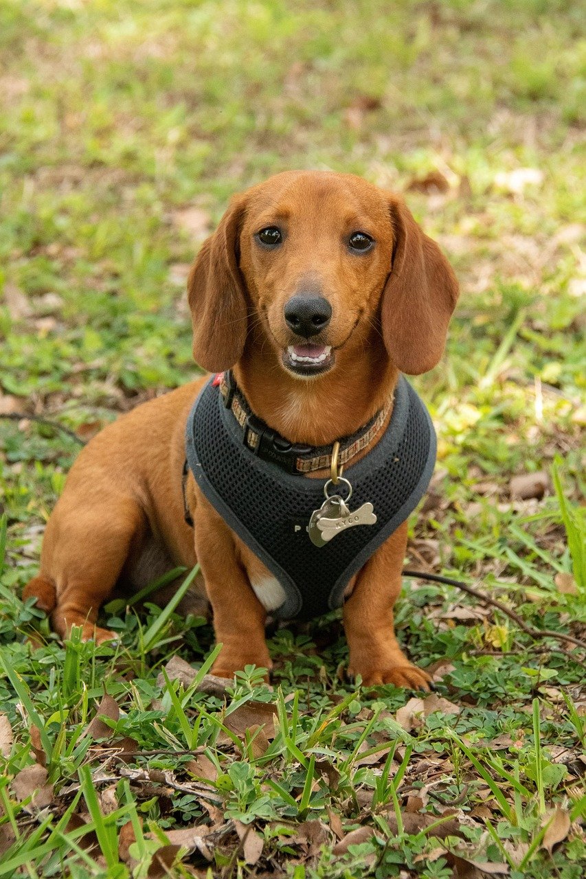 Bone-Crushing Dogs - Borophagus diversidens (image credits: pixabay)