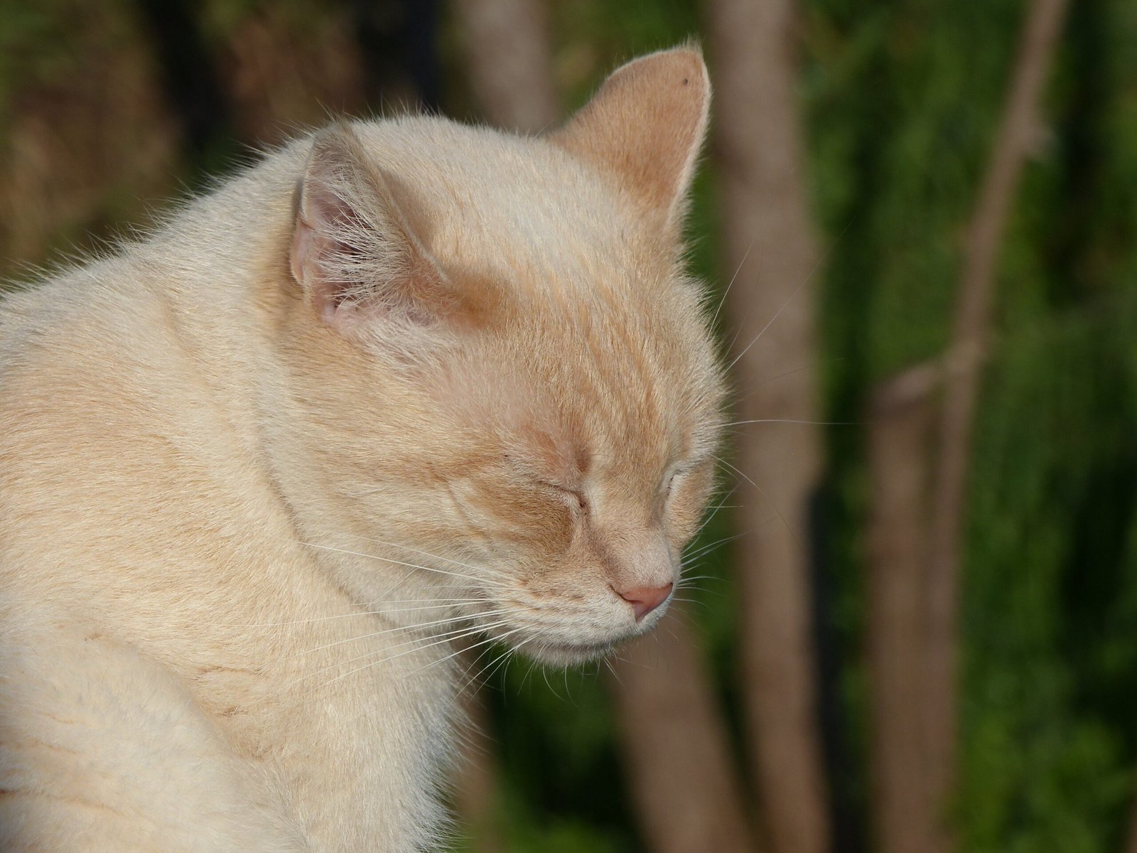 Siamese Cats: The Piercing Blue Gaze (image credits: wikimedia)