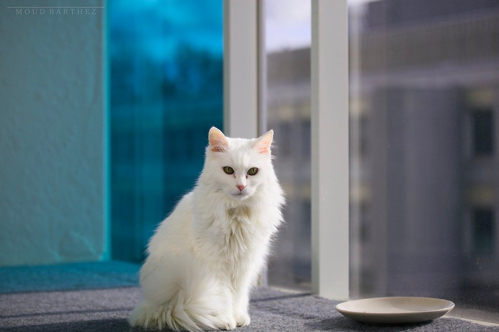 Turkish Angora: The Mismatched Marvel (image credits: flickr)