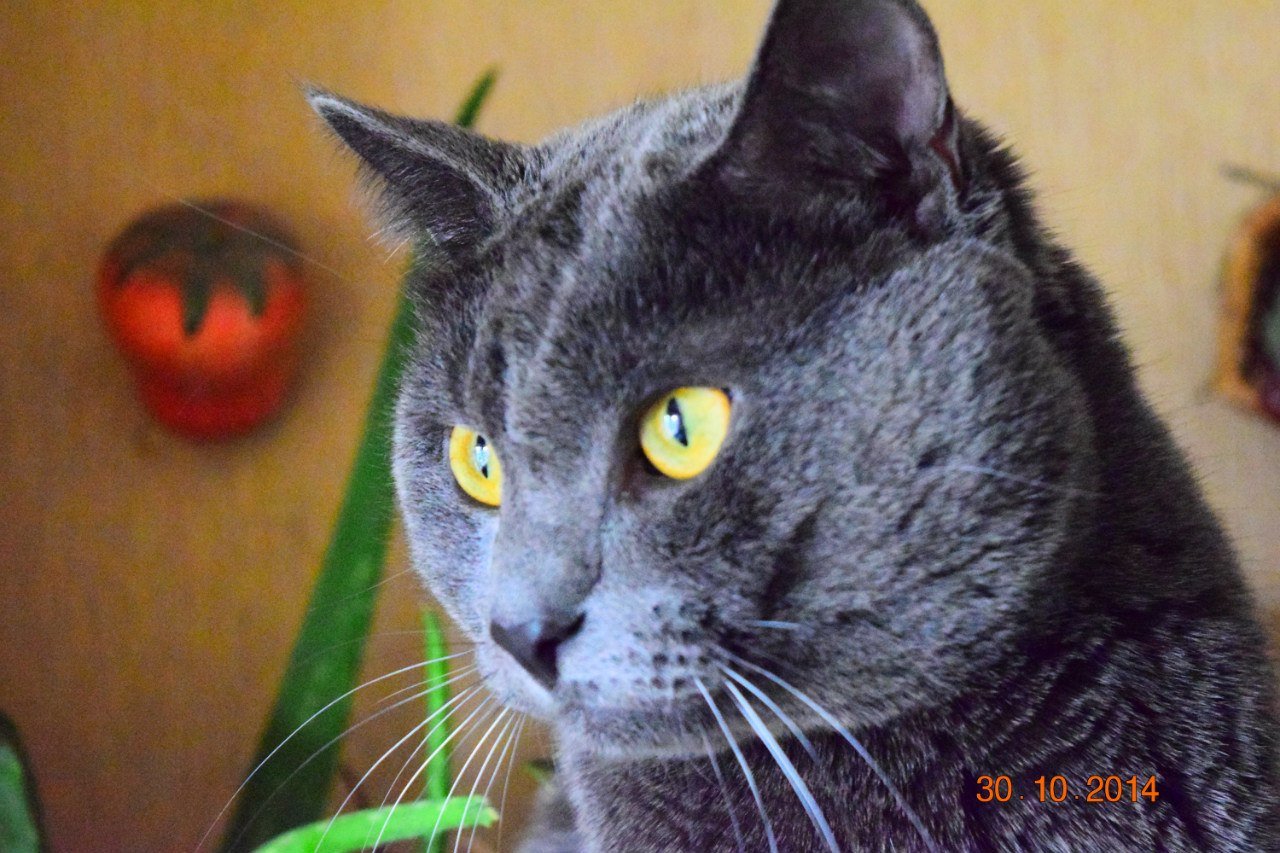 Russian Blue: Eyes Like Emeralds (image credits: wikimedia)