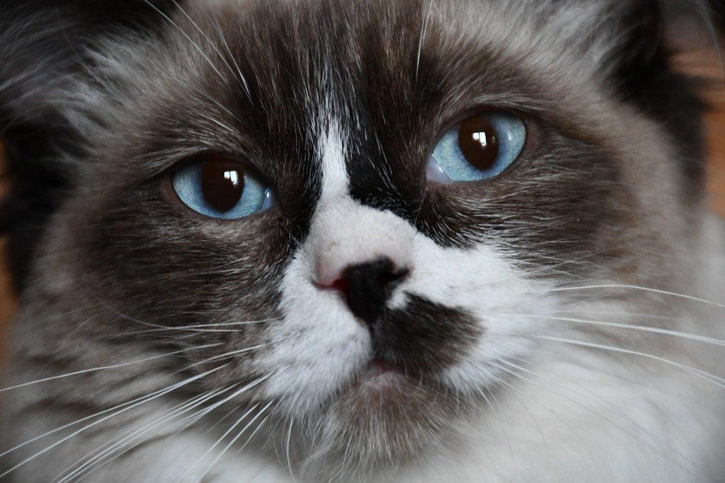 Ragdoll Cats: Ocean Blue Depths (image credits: flickr)