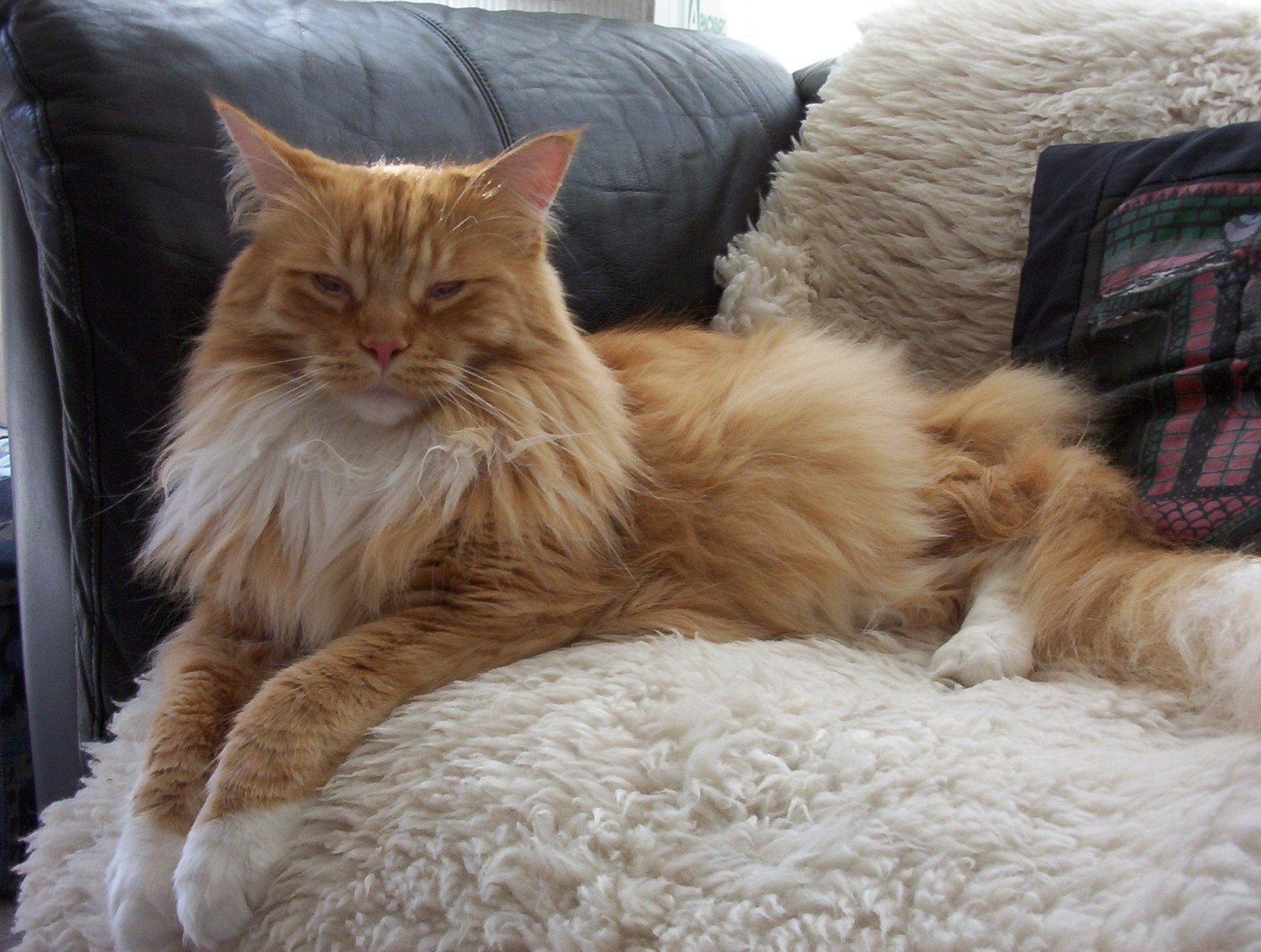 Maine Coon: Gold and Green Grandeur (image credits: wikimedia)