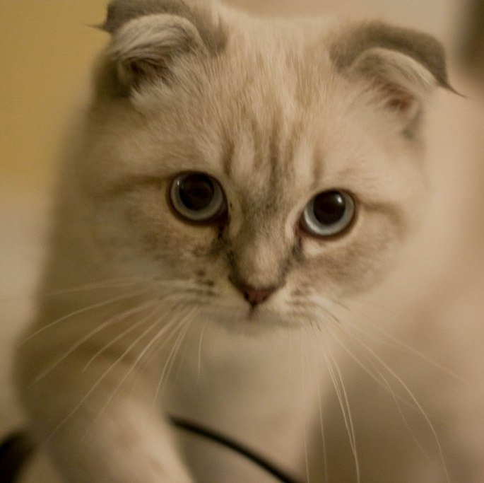 Scottish Fold: Round Windows to the Soul (image credits: wikimedia)