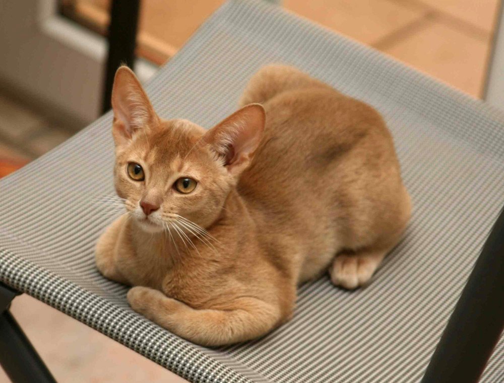 12 Cat Breeds With Stunning Eye Colors