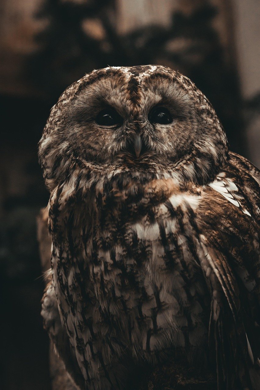 The Arms Race: Prey vs. Predator Evolution (image credits: pixabay)