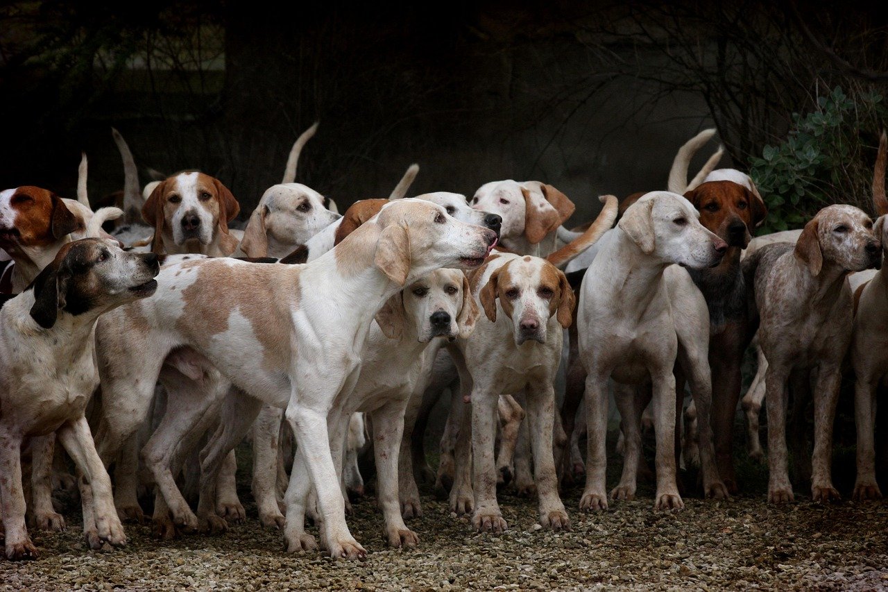 Pack Hunting: When Cats Worked Together (image credits: pixabay)