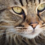 5 Extinct Cats That Could Take Down Prehistoric Horses