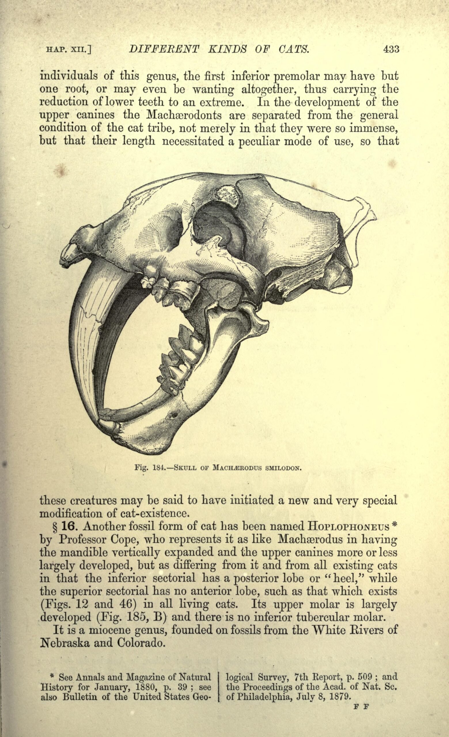 Saber-Toothed Smilodon: The Bulldog of the Ice Age (image credits: wikimedia)