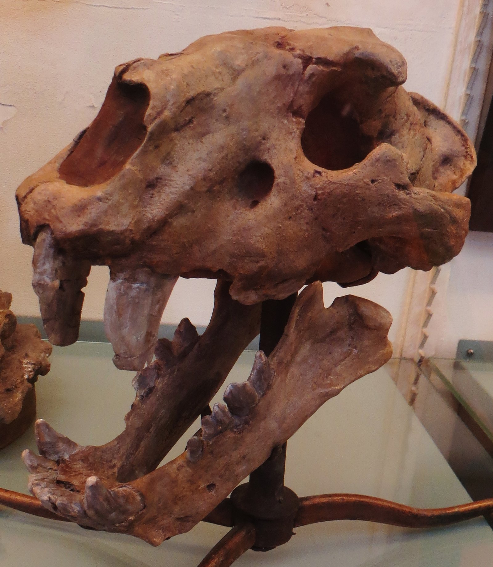 Homotherium: The Cheetah with a Bobble Head (image credits: wikimedia)
