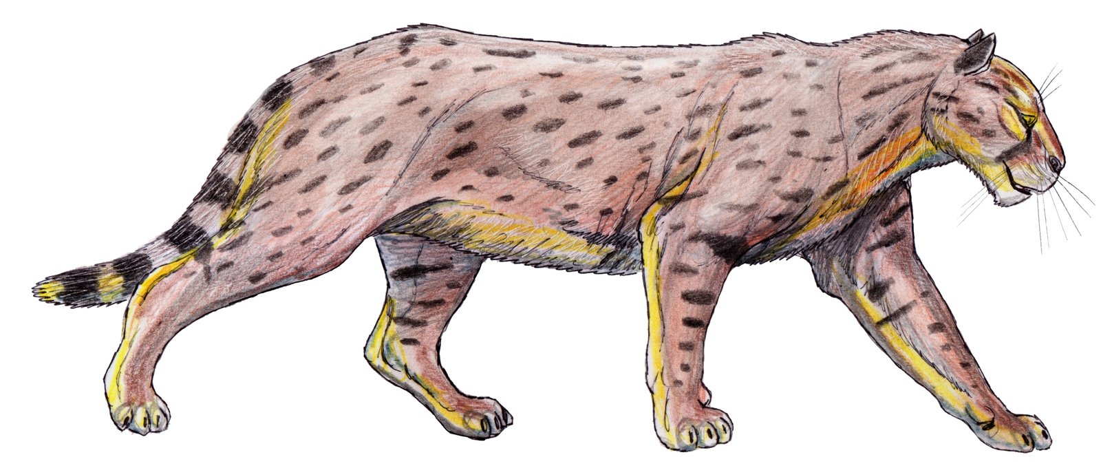 Dinofelis: The Big-Headed “Terrible Cat” (image credits: wikimedia)