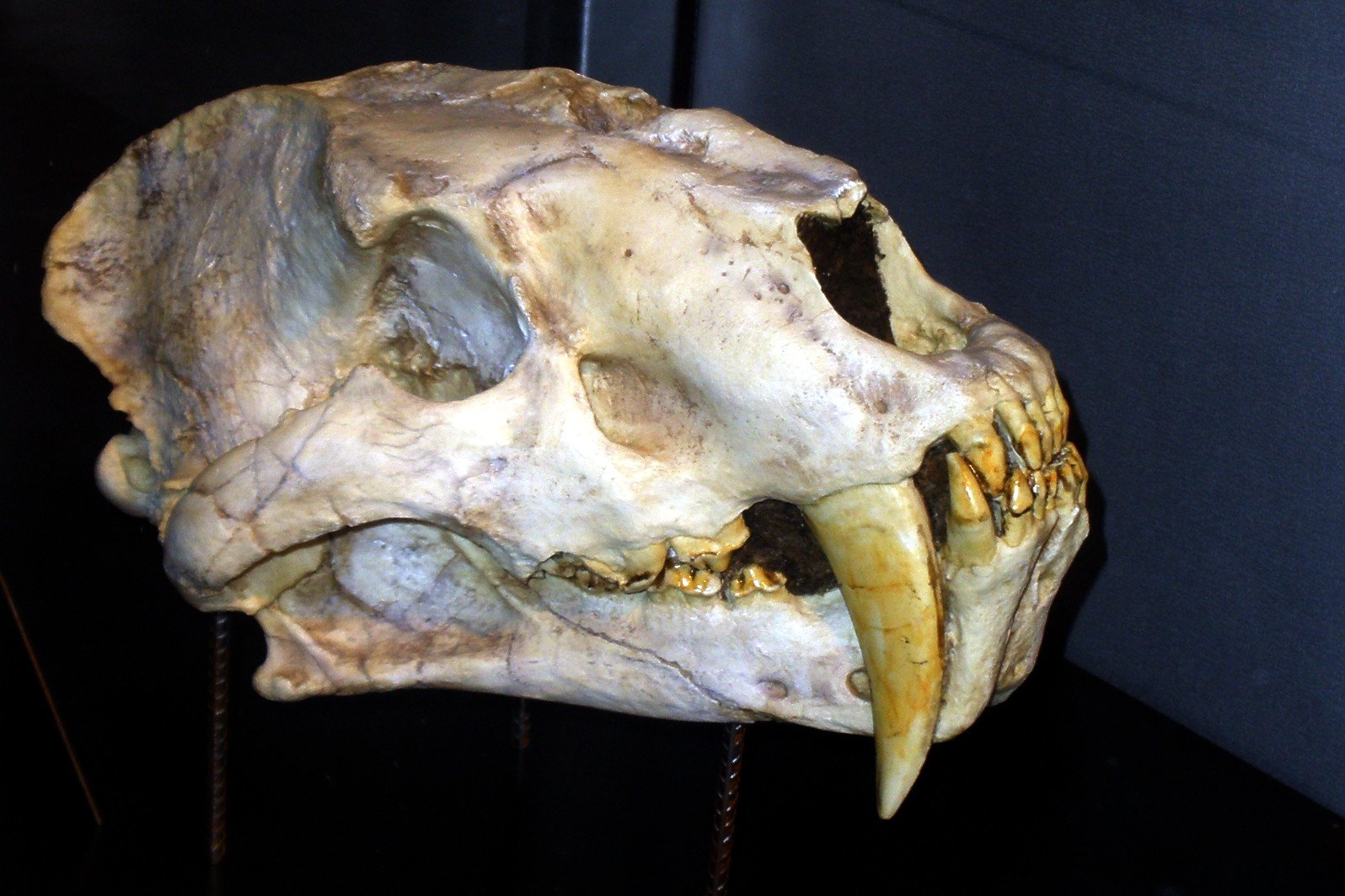 Machairodus: The Original Big-Headed Cat King (image credits: wikimedia)