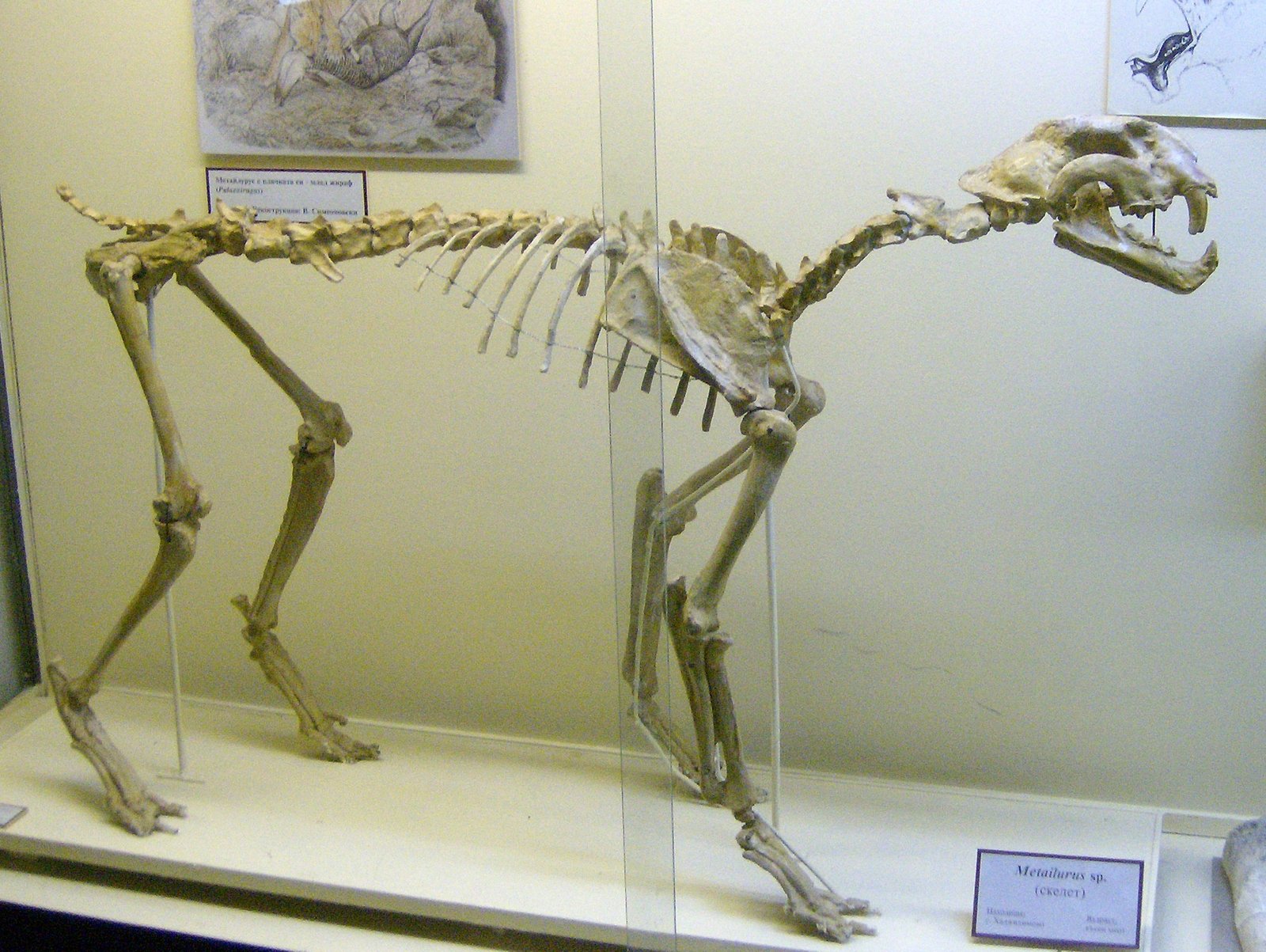 Metailurus: Short Legs, Sharp Fangs, and a Big Ego (image credits: wikimedia)