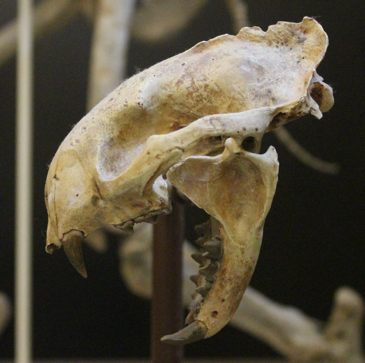Proailurus: The Ancient “First Cat” with a Heavy Crown (image credits: wikimedia)