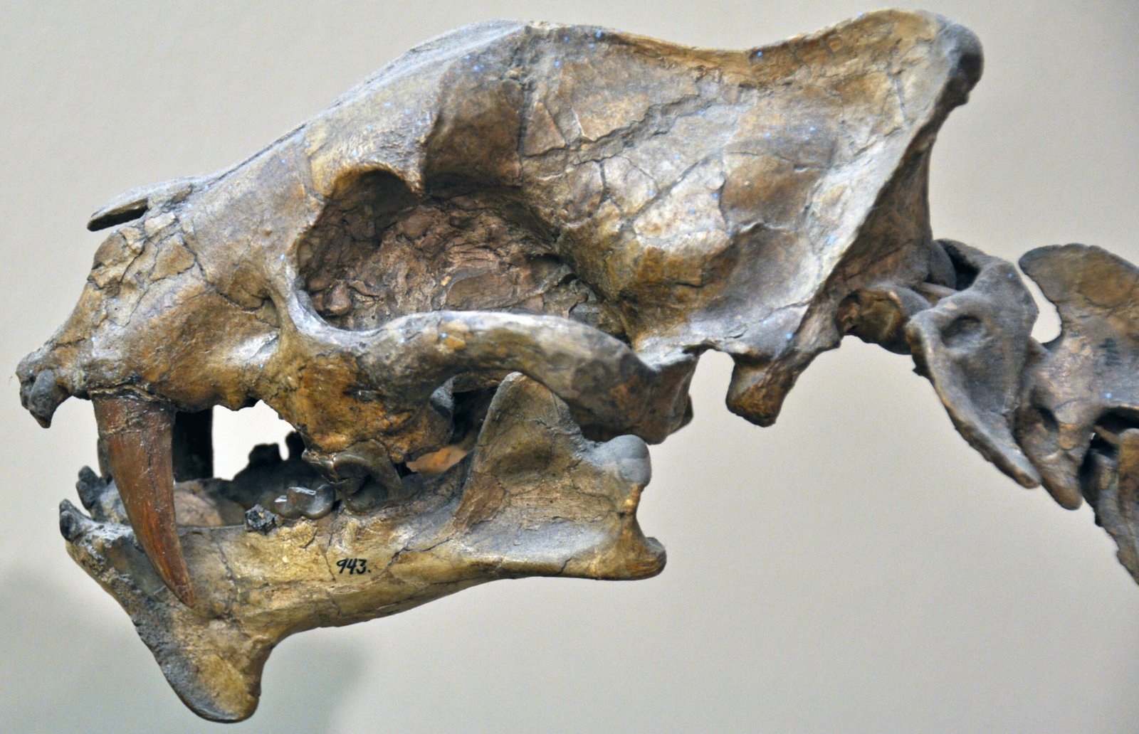 Rhizosmilodon: The Tiny Sabertooth With a Big Attitude (image credits: wikimedia)