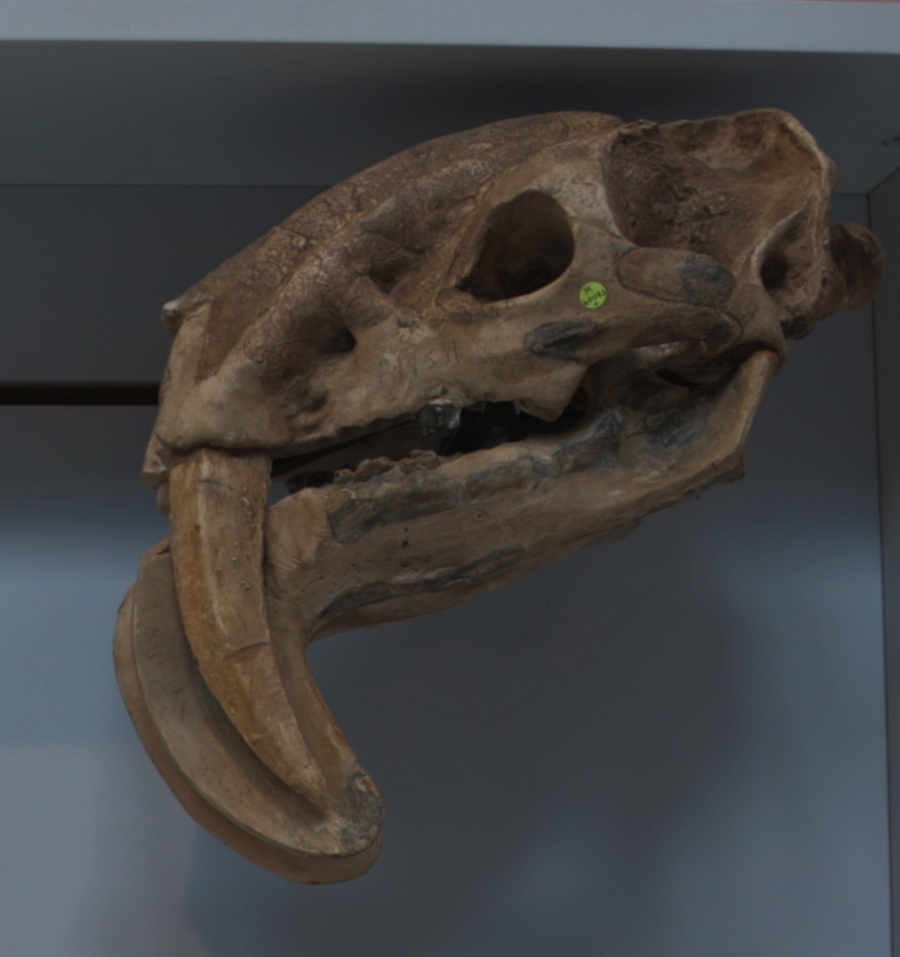 Thylacosmilus: The Saber-Tooth That Wasn’t Even a Cat (image credits: wikimedia)