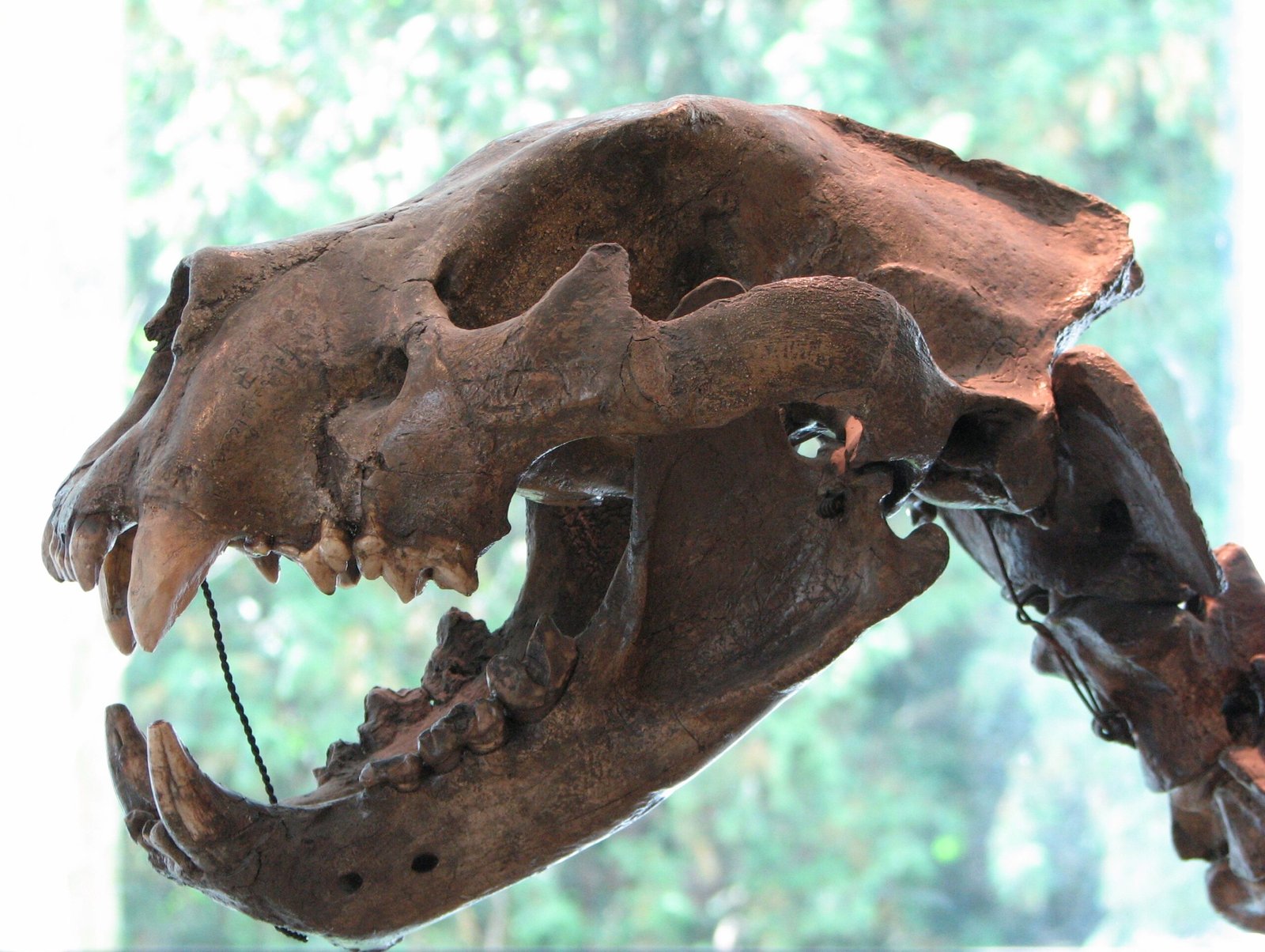 6. The Mysterious Disappearance of European Lions (image credits: wikimedia)