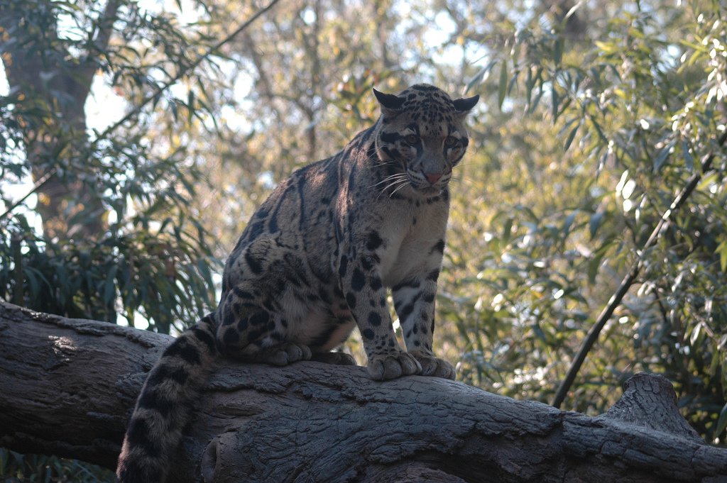 14. Clouded Leopards: Masters of the Jungle Canopy (image credits: wikimedia)