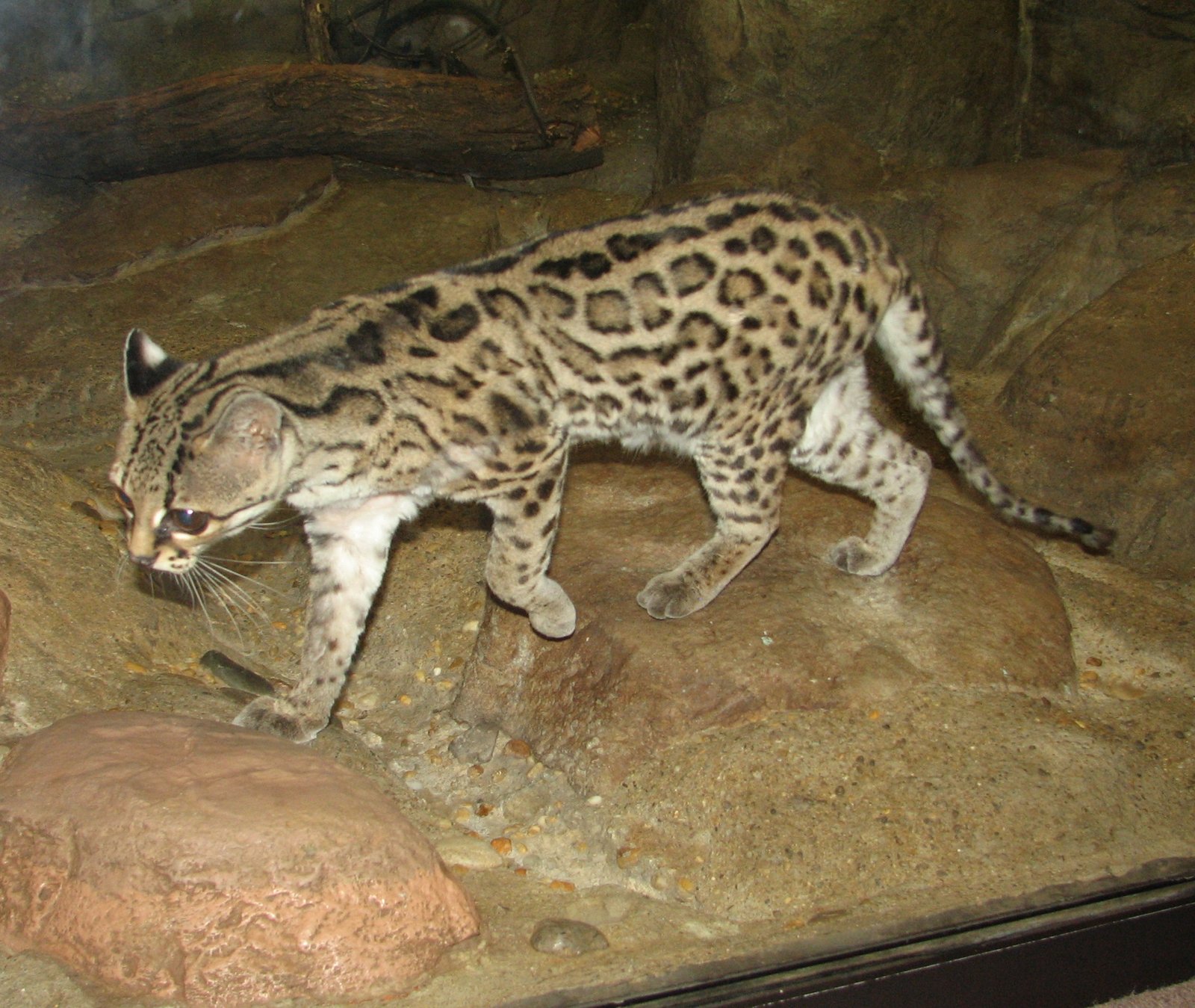 22. Margays: The Tree-Hopping Tricksters (image credits: wikimedia)