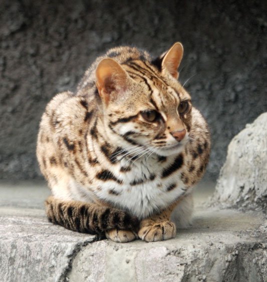 24. Leopard Cats: Wild Ancestors of Asian House Cats (image credits: wikimedia)