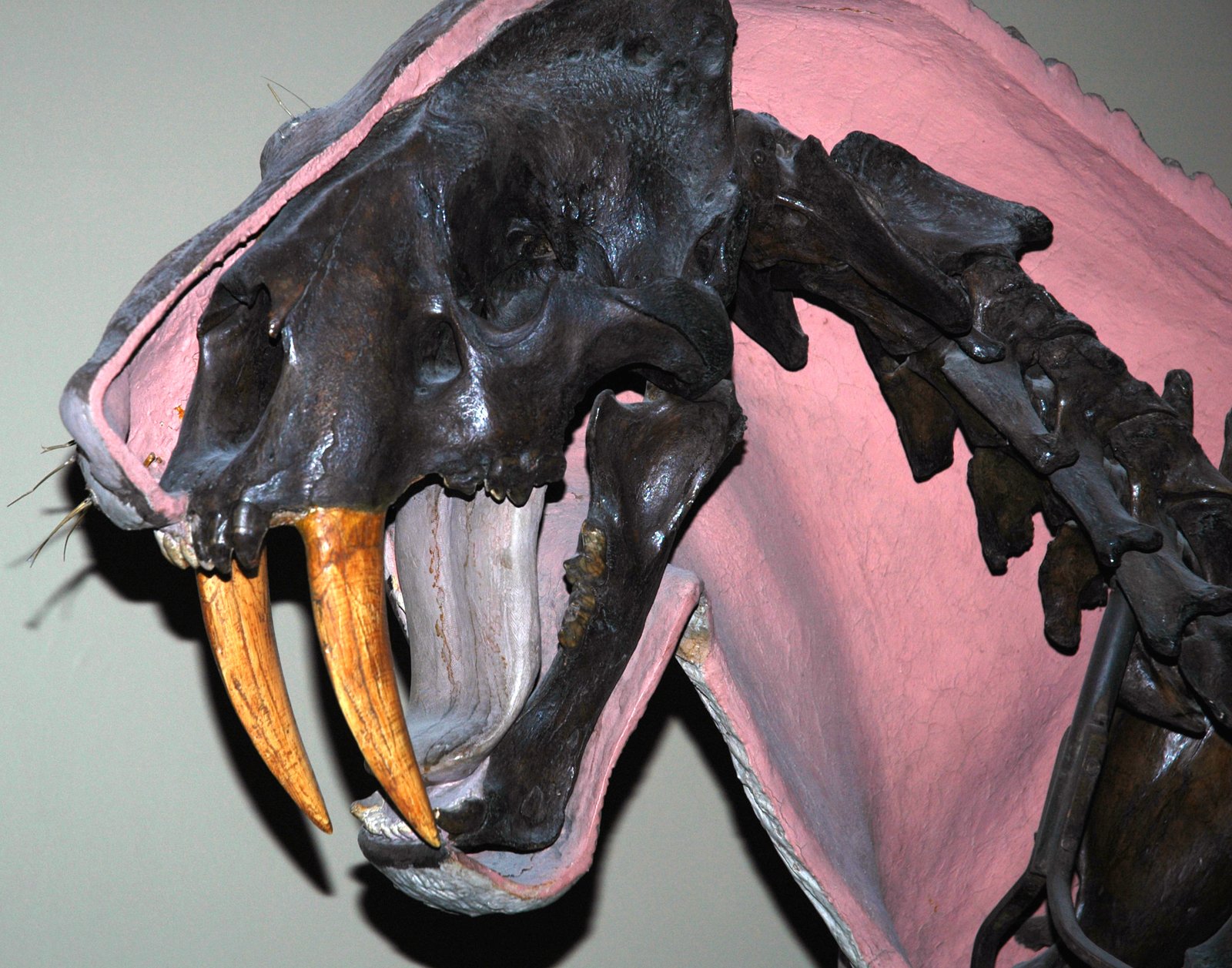 The Saber-Toothed Smilodon: The King of Oversized Fangs (image credits: wikimedia)