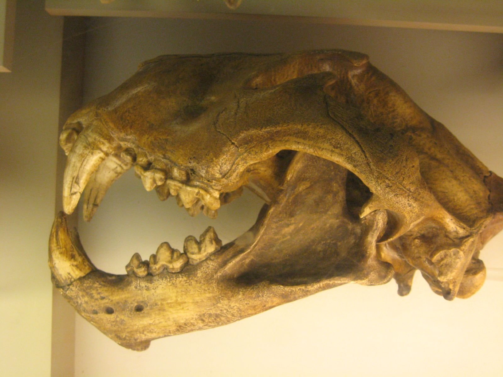 Panthera Atrox: America’s Ancient Fanged Giant (image credits: wikimedia)