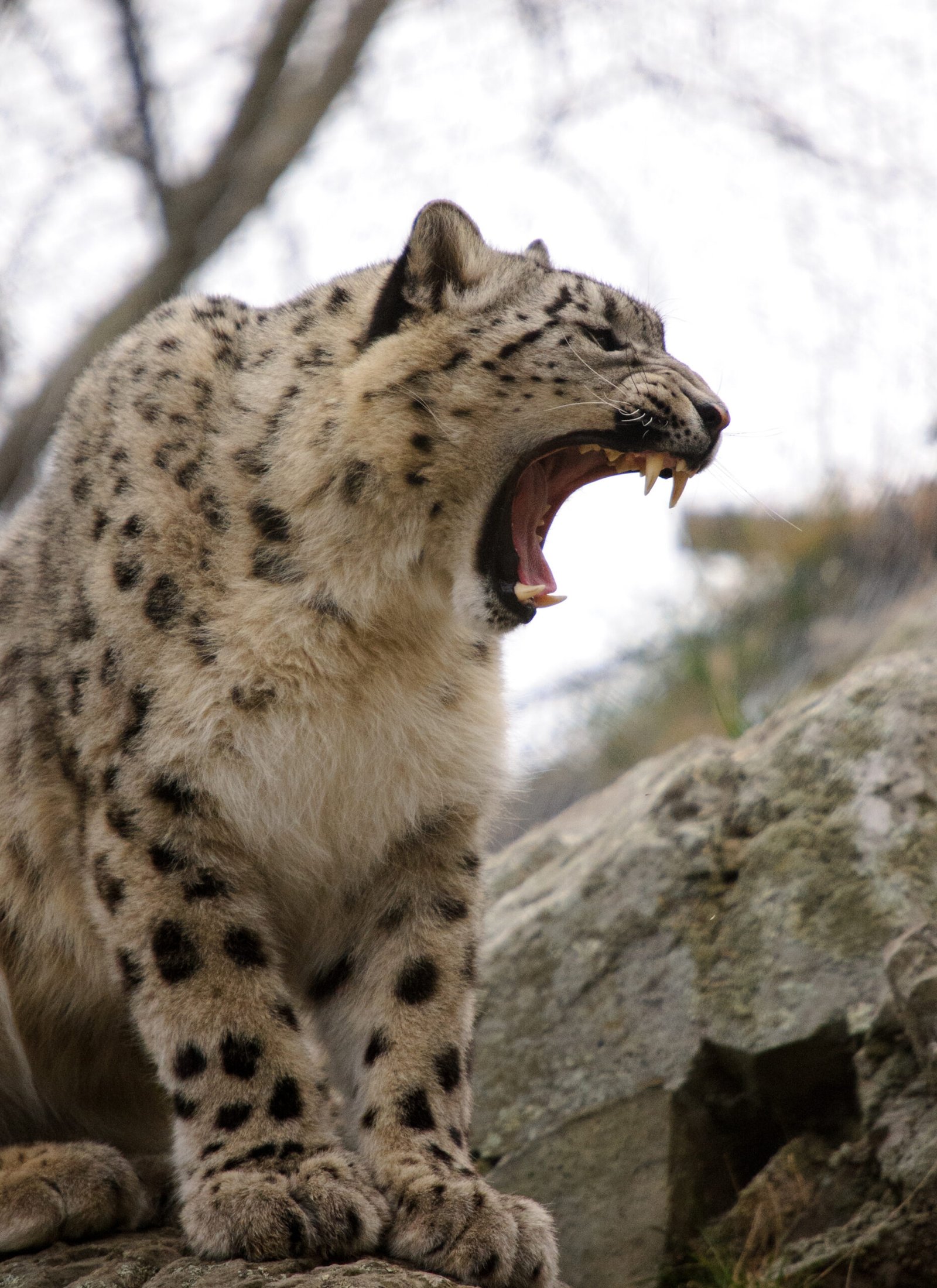 Snow Leopard: Mountain Majesty with a Fearsome Smile (image credits: wikimedia)