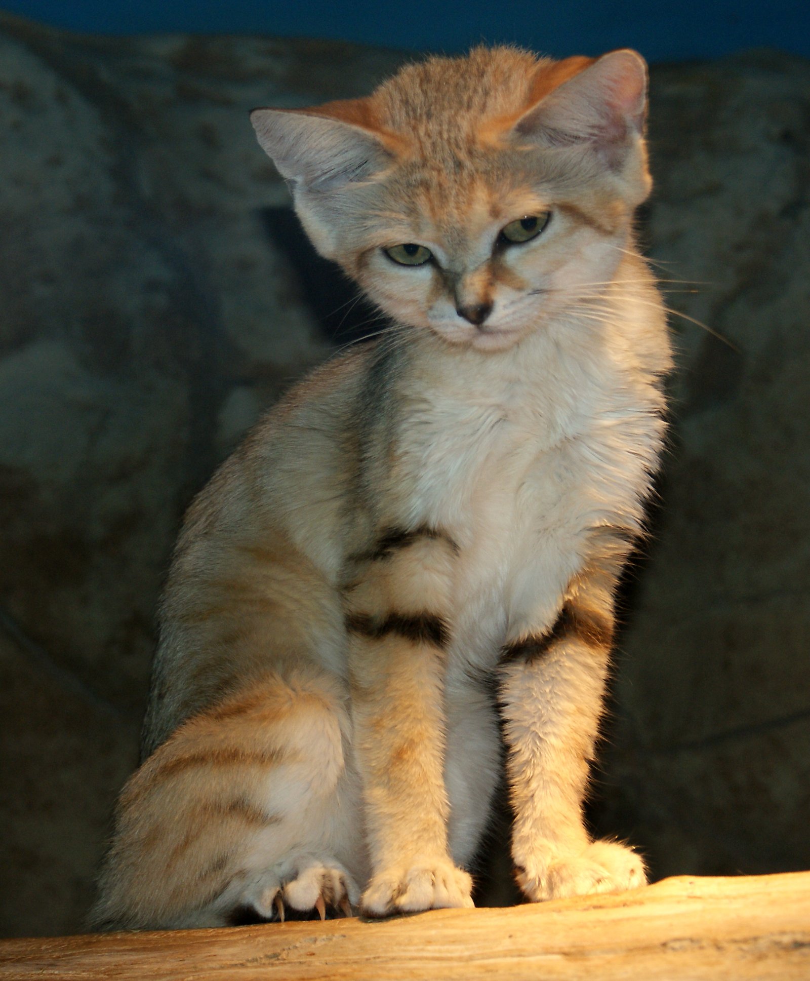 Sand Cat: Desert Dweller with Dagger Teeth (image credits: wikimedia)