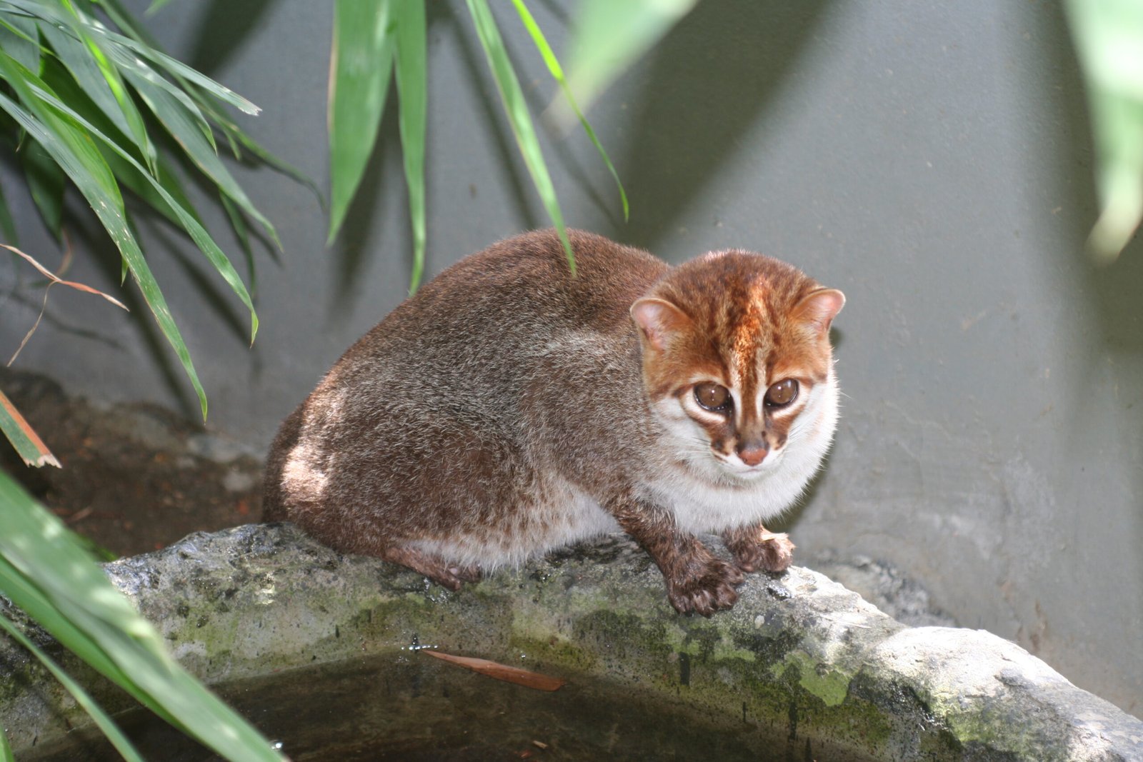 Flat-Headed Cat: The Riverbank Fang Specialist (image credits: wikimedia)
