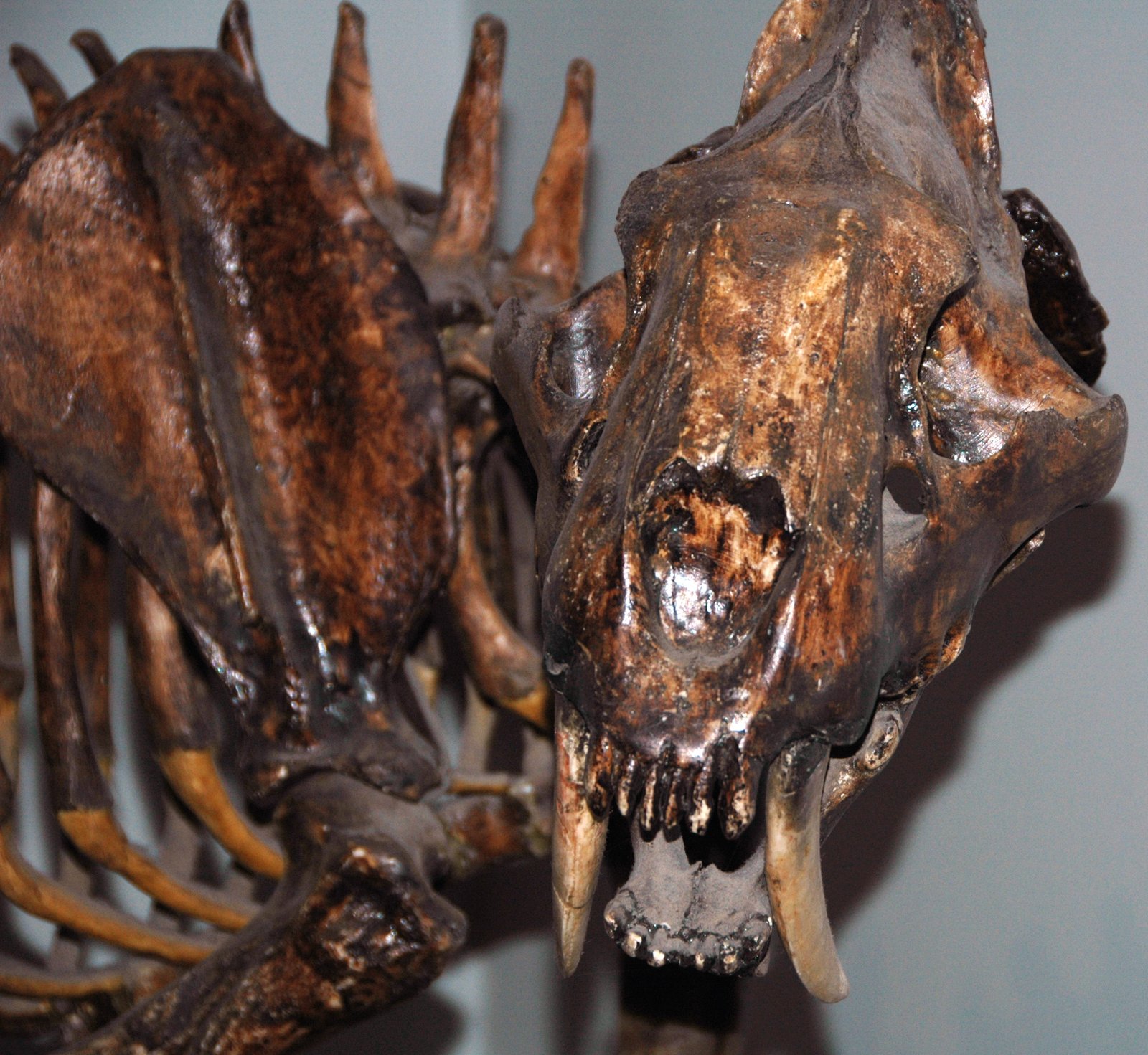 Fossil Graveyards: A Window Into Their World (image credits: wikimedia)
