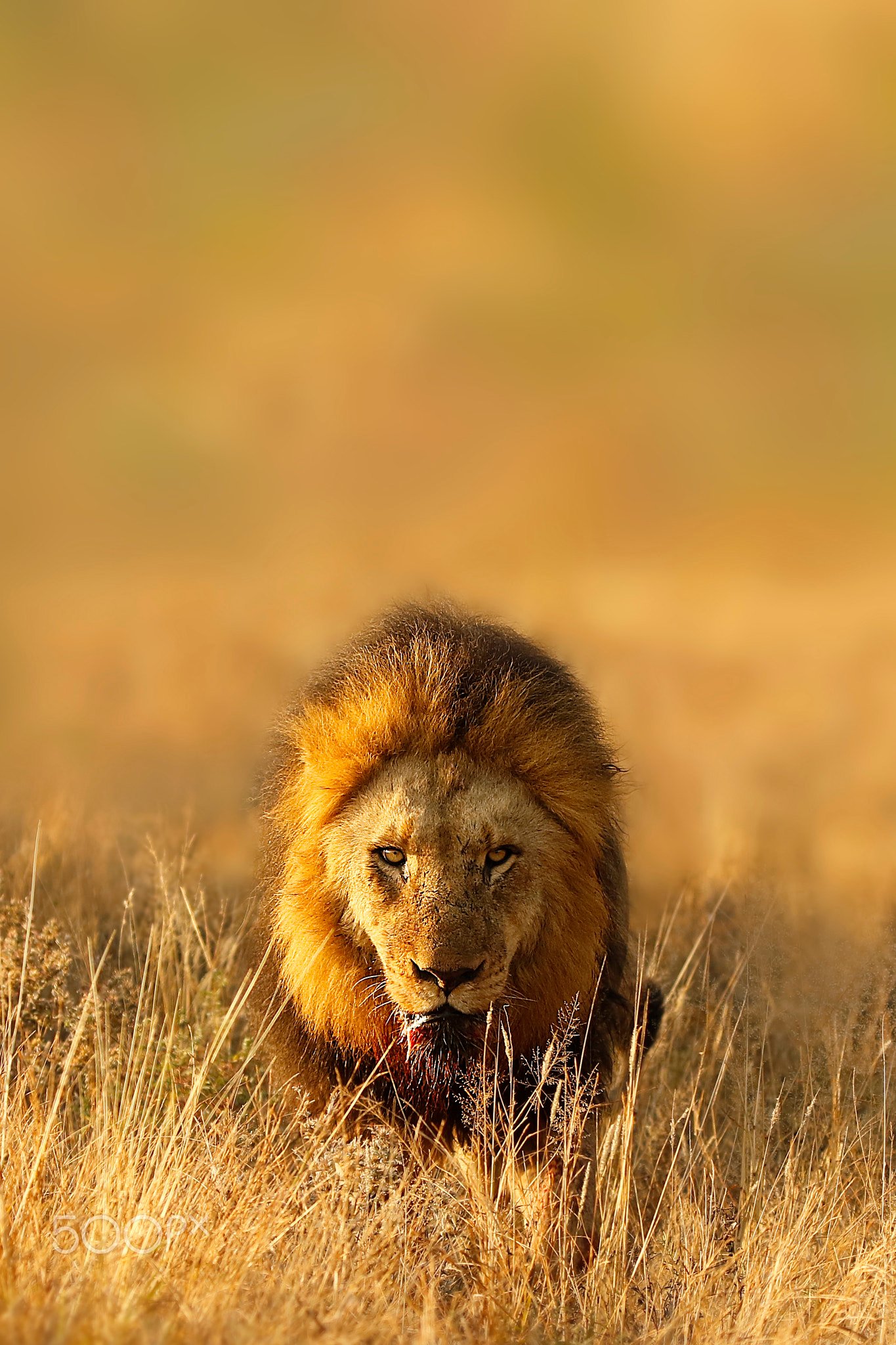 Hiding in Plain Sight: The Grassland Camouflage (image credits: wikimedia)