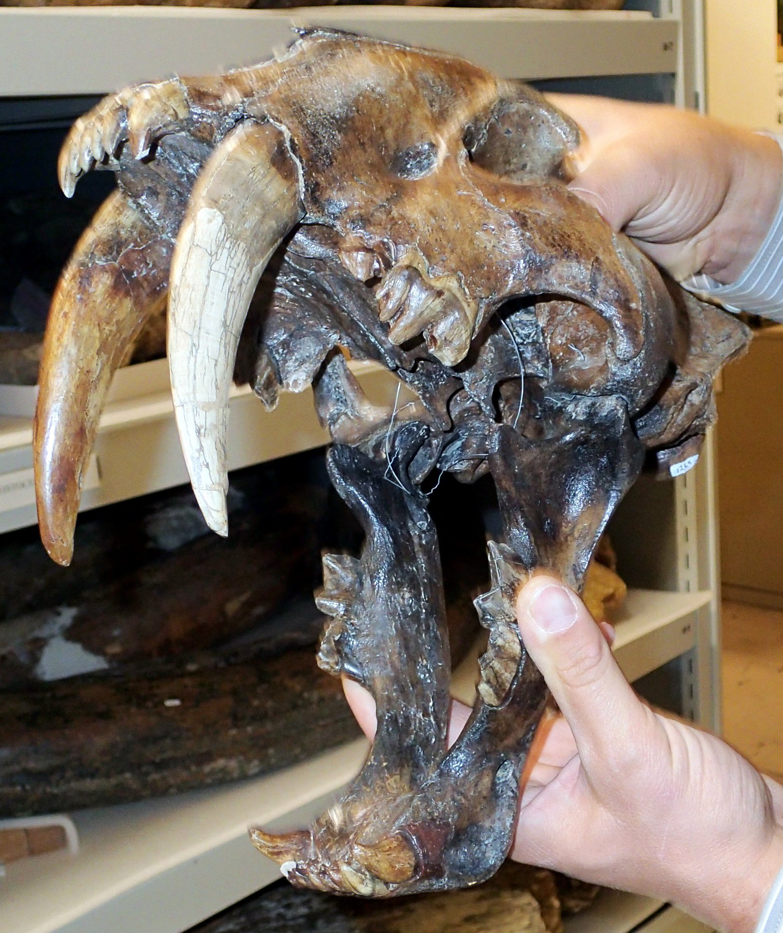Teeth That Tell a Story (image credits: wikimedia)