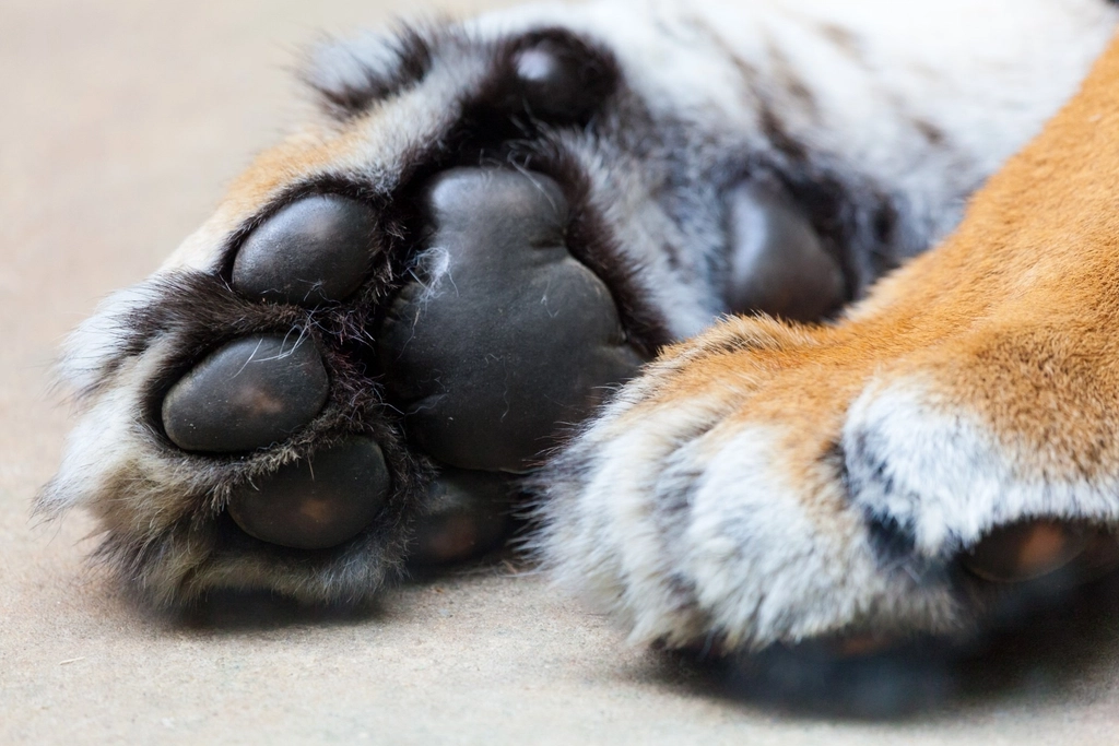 Paws Made to Grasp (image credits: rawpixel)